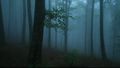 Stock-footage-foggy-forest-with-rain-drops-sound.jpg
