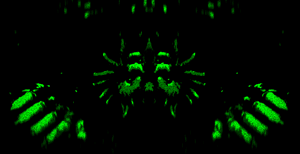 Creature.gif
