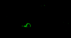 Path00029801.gif