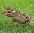 Thumbnail for version as of 13:02, 24 August 2026